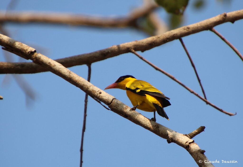 Black-naped Oriole