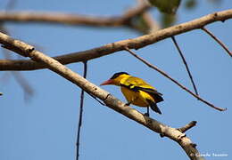 Black-naped Oriole