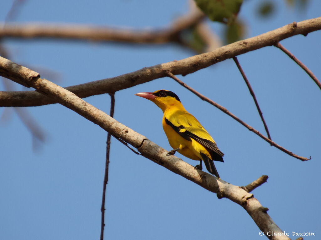 Black-naped Oriole