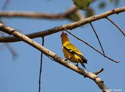 Black-naped Oriole