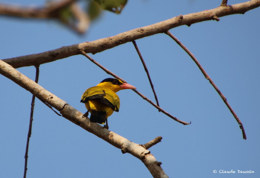 Black-naped Oriole