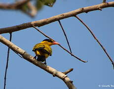 Black-naped Oriole