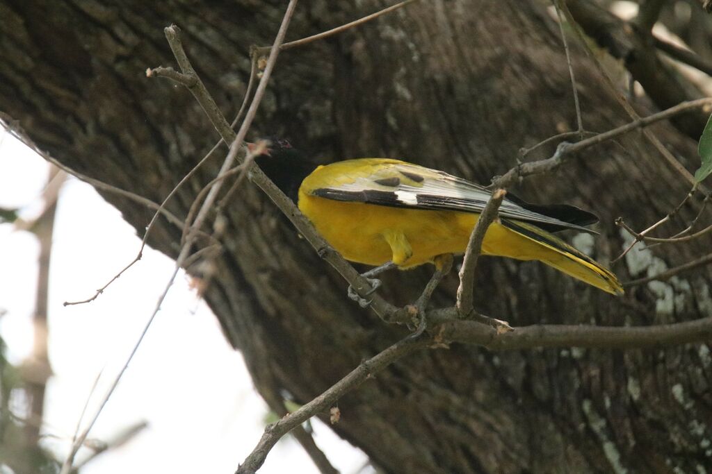 Black-headed Oriole