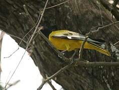 Black-headed Oriole