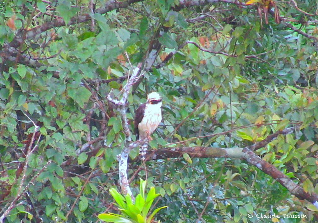 Macagua rieuradulte