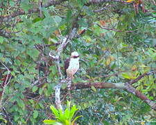 Laughing Falcon