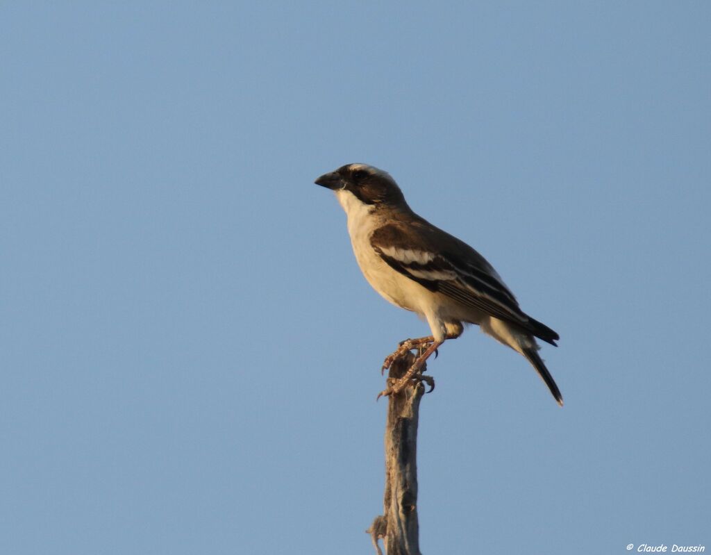 White-browed Sparrow-Weaver