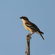 White-browed Sparrow-Weaver