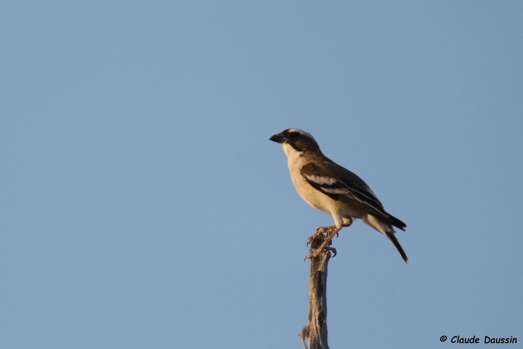 White-browed Sparrow-Weaver