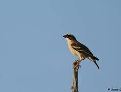 White-browed Sparrow-Weaver