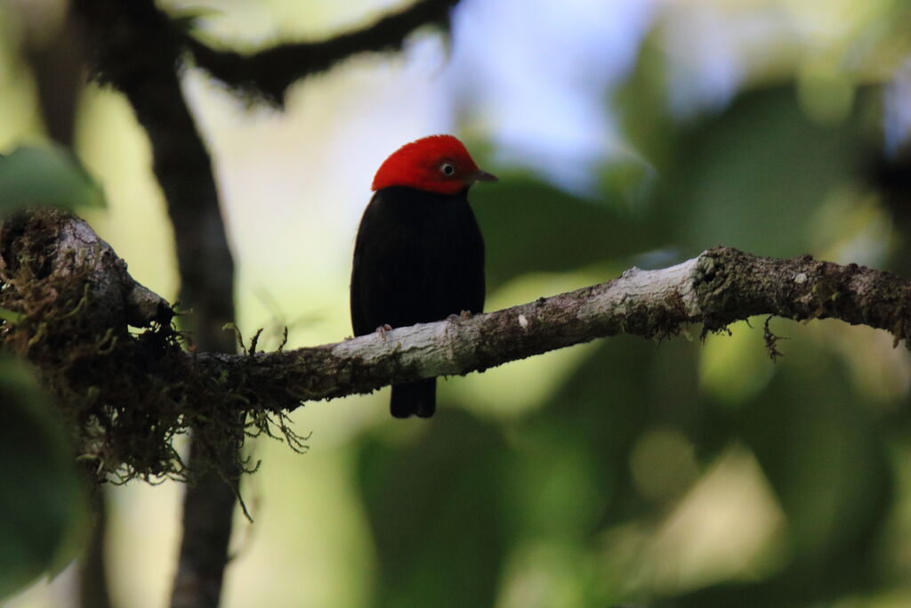 Red-capped Manakin male adult