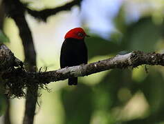 Red-capped Manakin