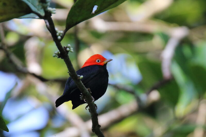 Red-capped Manakinadult