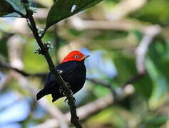 Red-capped Manakin