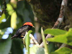 Red-capped Manakin