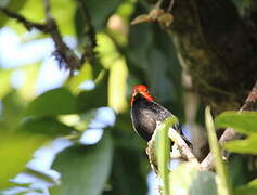 Red-capped Manakin