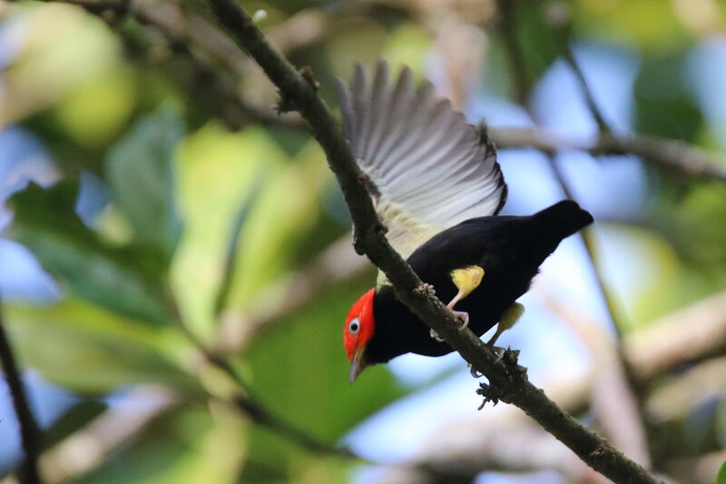 Red-capped Manakin male adult, Flight