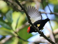 Red-capped Manakin