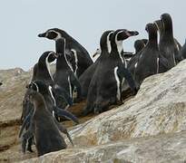 Humboldt Penguin