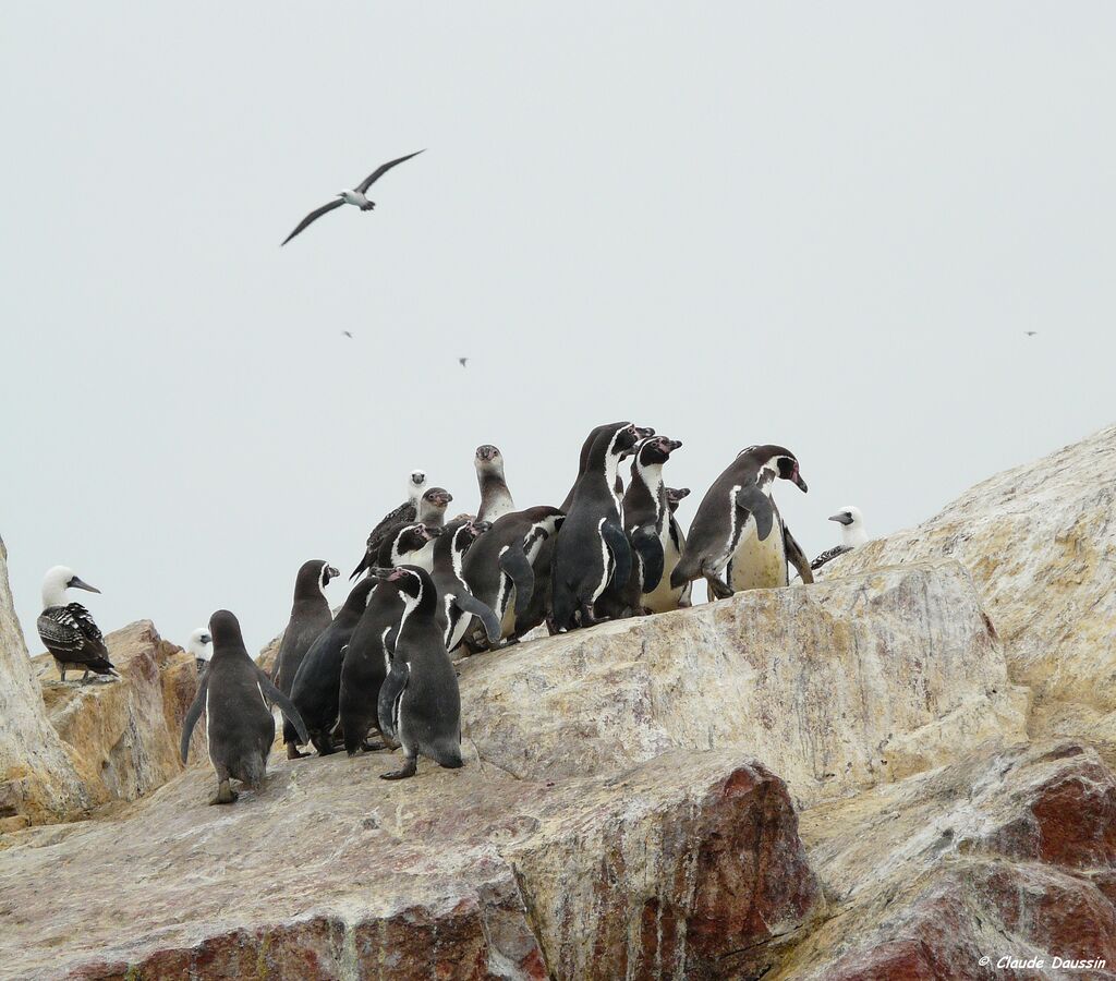 Humboldt Penguin