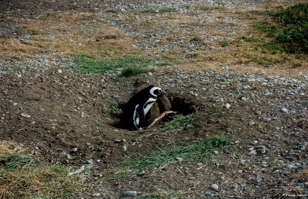 Magellanic Penguin