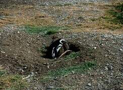 Magellanic Penguin