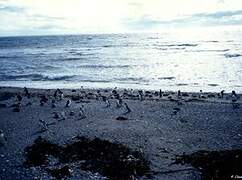 Magellanic Penguin