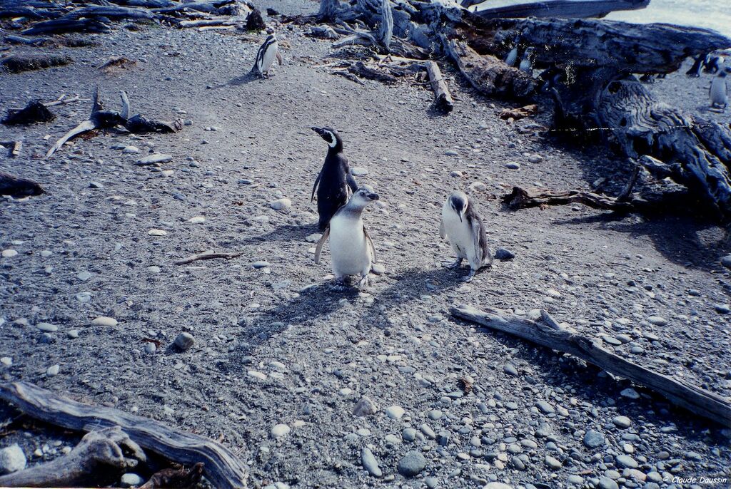 Magellanic Penguin