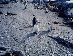 Magellanic Penguin