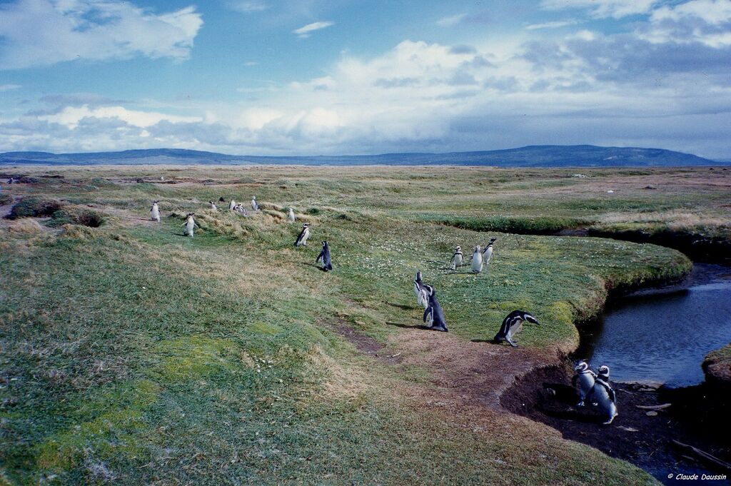 Magellanic Penguin