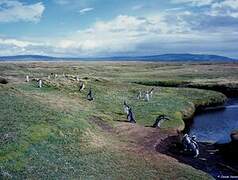 Magellanic Penguin