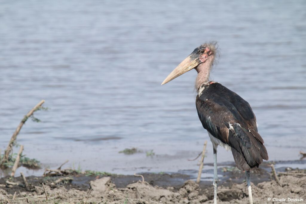 Marabou Stork