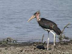 Marabou Stork