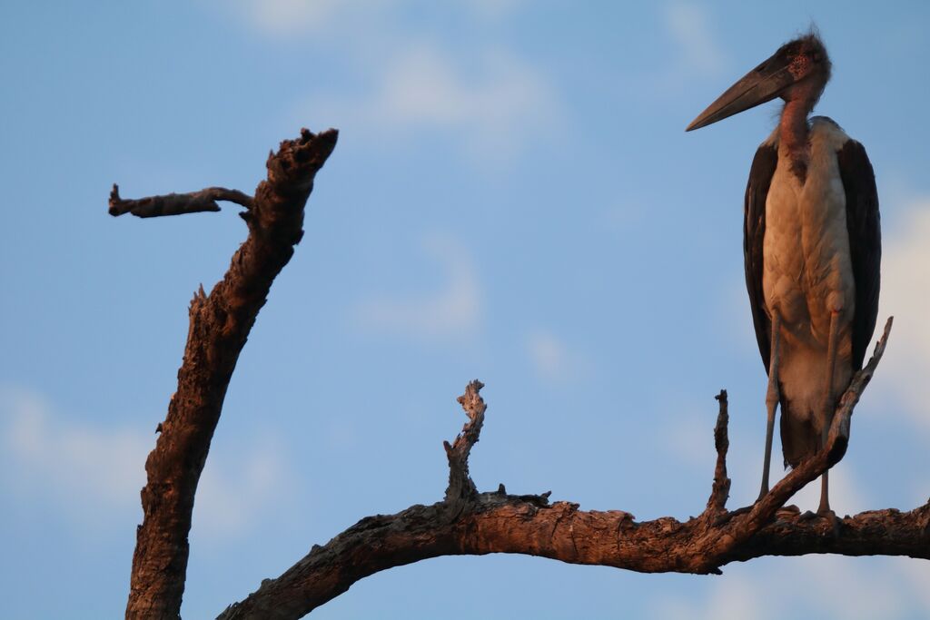 Marabou Stork