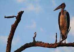 Marabou Stork