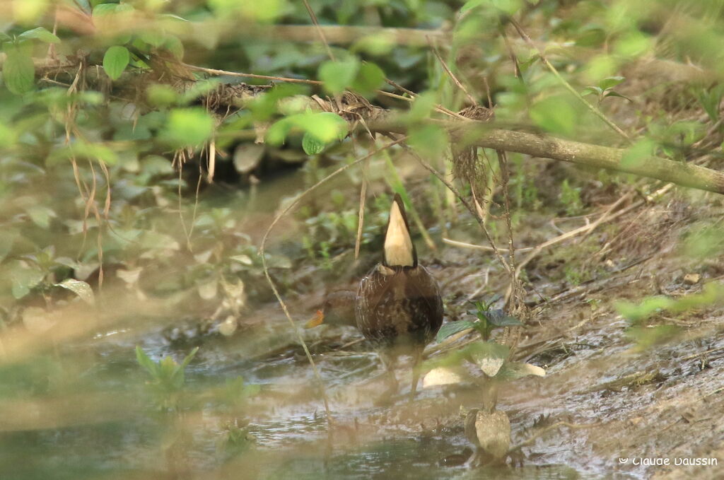 Spotted Crake