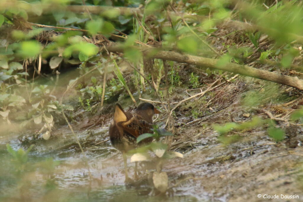 Spotted Crake