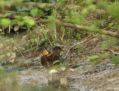 Spotted Crake