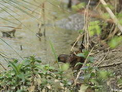 Spotted Crake