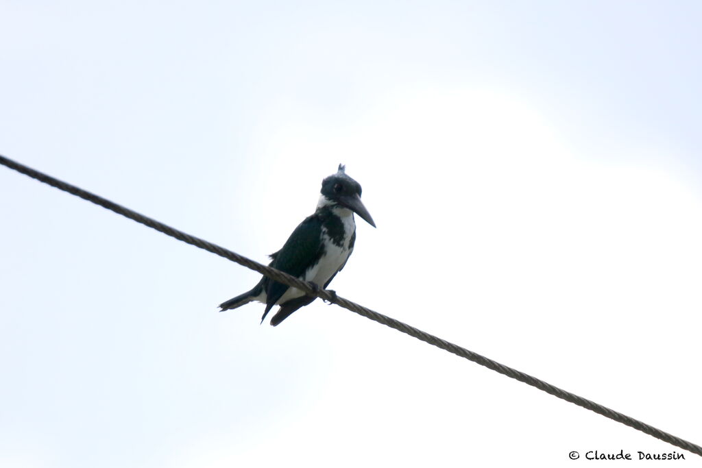 Amazon Kingfisher female adult