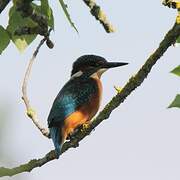 Common Kingfisher