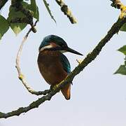 Common Kingfisher