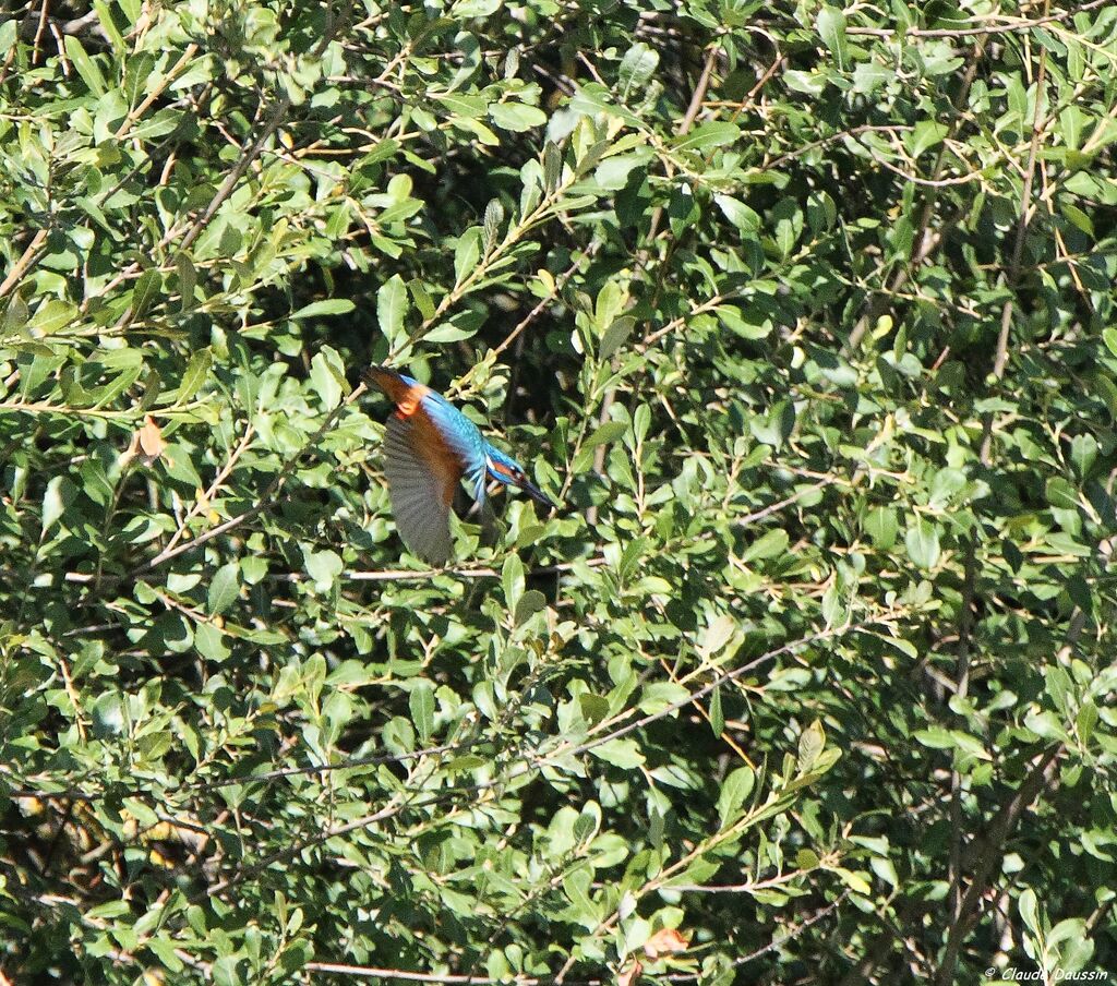 Common Kingfisher