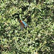 Common Kingfisher