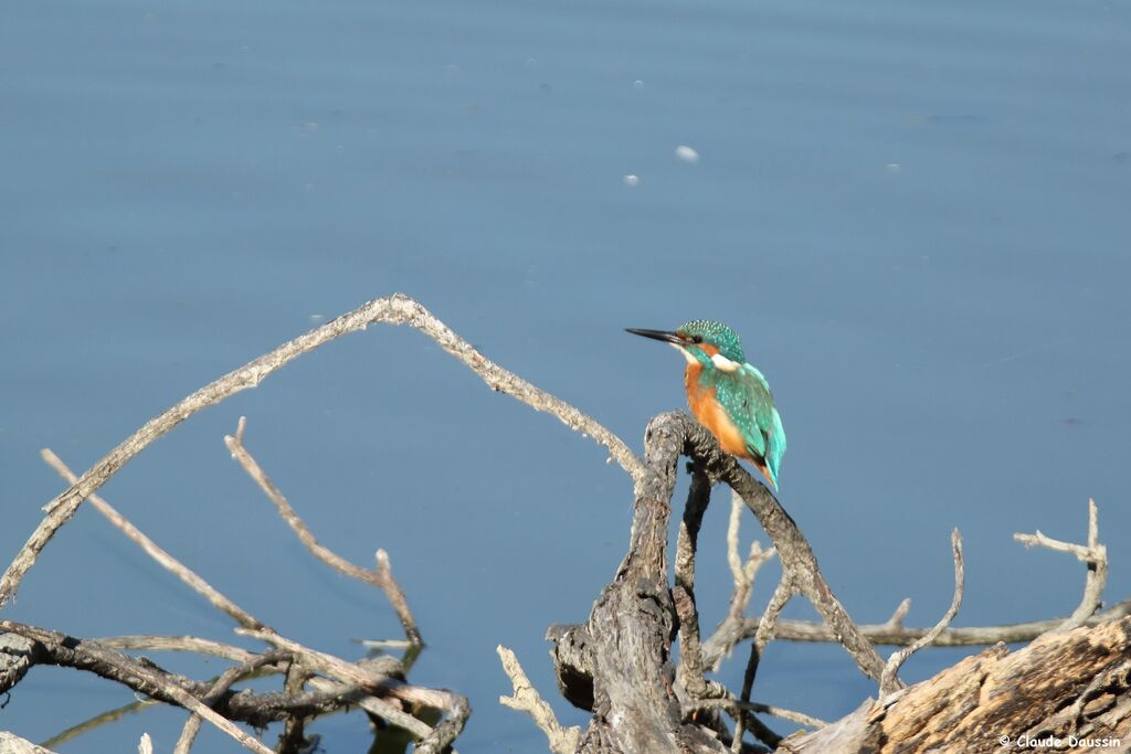 Common Kingfisher