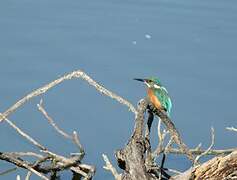 Common Kingfisher