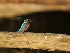 Common Kingfisher