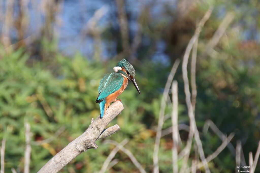 Common Kingfisher