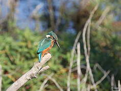 Common Kingfisher