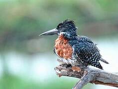 Giant Kingfisher